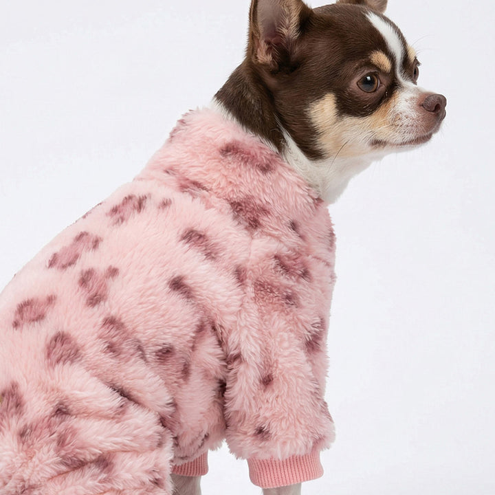 Chihuahua in a collared neck leopard dog pjs