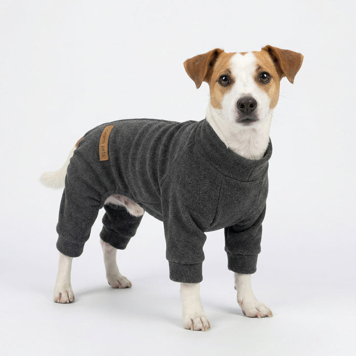 Dog wearing a gray onesie for dogs on a white background