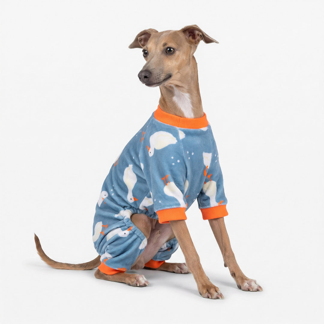Dog wearing lightweight dog pajamas with fun duck prints