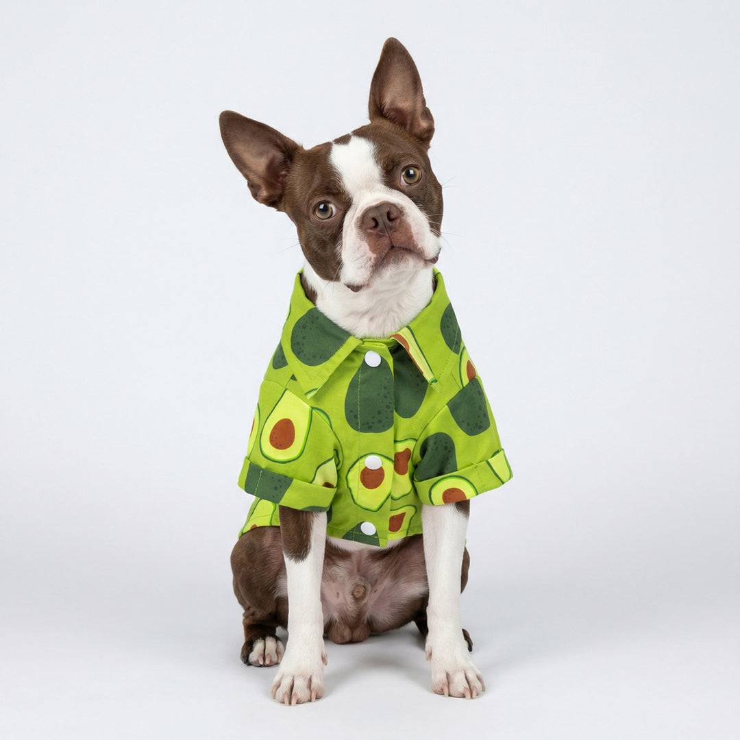 Dog modeling button-up dog shirt featuring playful avocado pattern