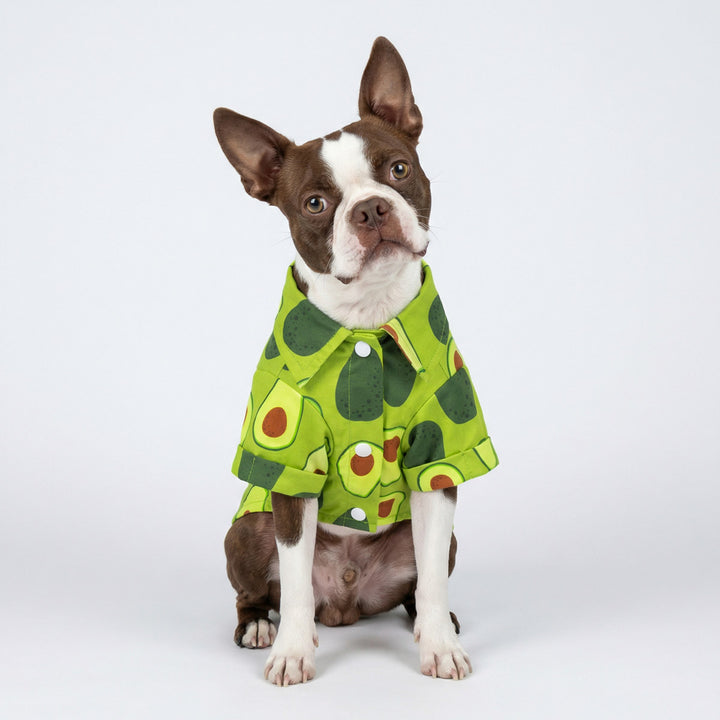 Dog modeling button-up dog shirt featuring playful avocado pattern