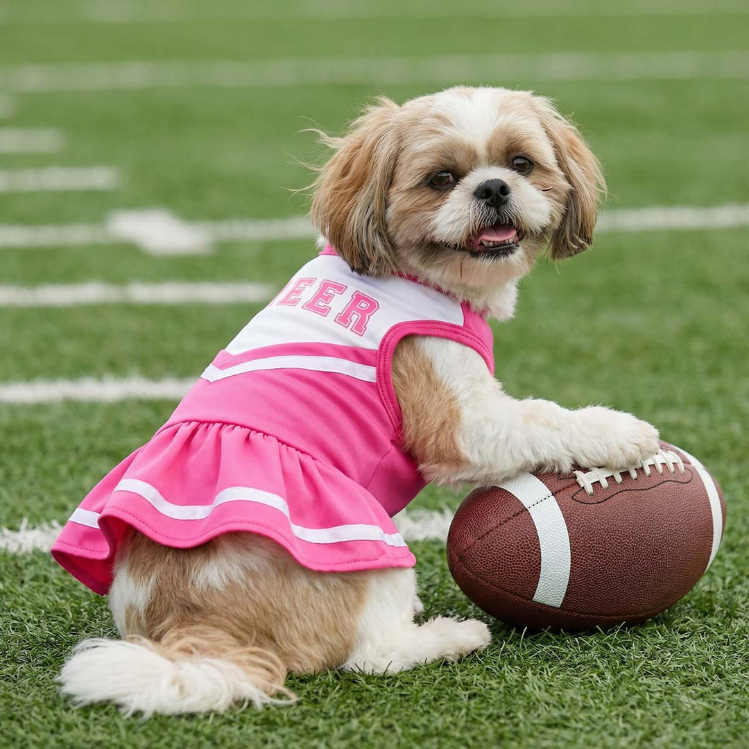 Small dog wearing a pink cheerleader dog dress posing with a football