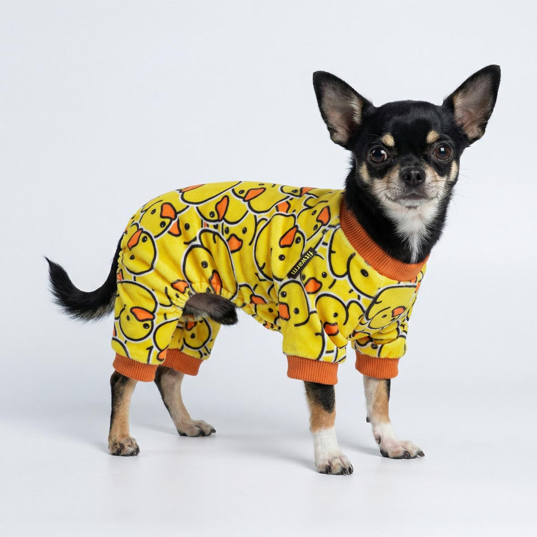 Cute Chihuahua in duck themed dog onesie, photographed on clean white backdrop