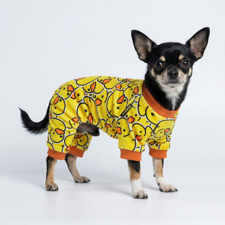 Cute Chihuahua in duck themed dog onesie, photographed on clean white backdrop