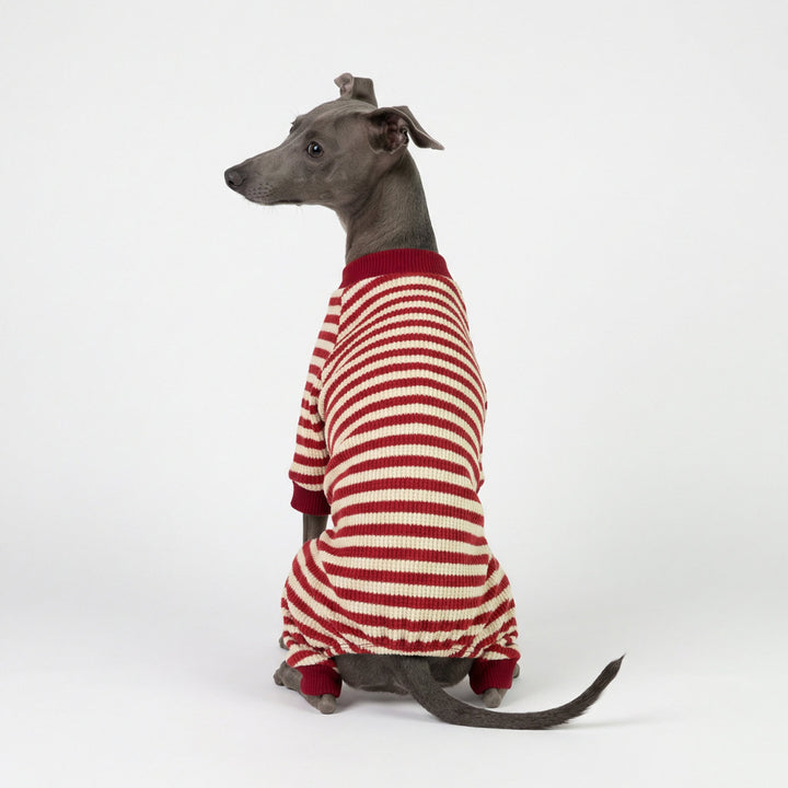 Italian Greyhound modeling waffle striped dog pjs with soft knit texture