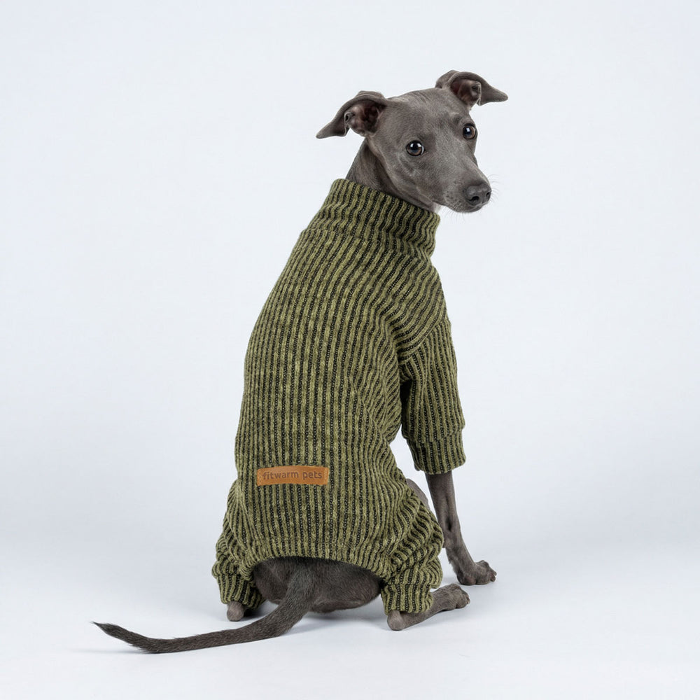 Italian Greyhound wearing a green ribbed knit pajamas for dogs on a white background