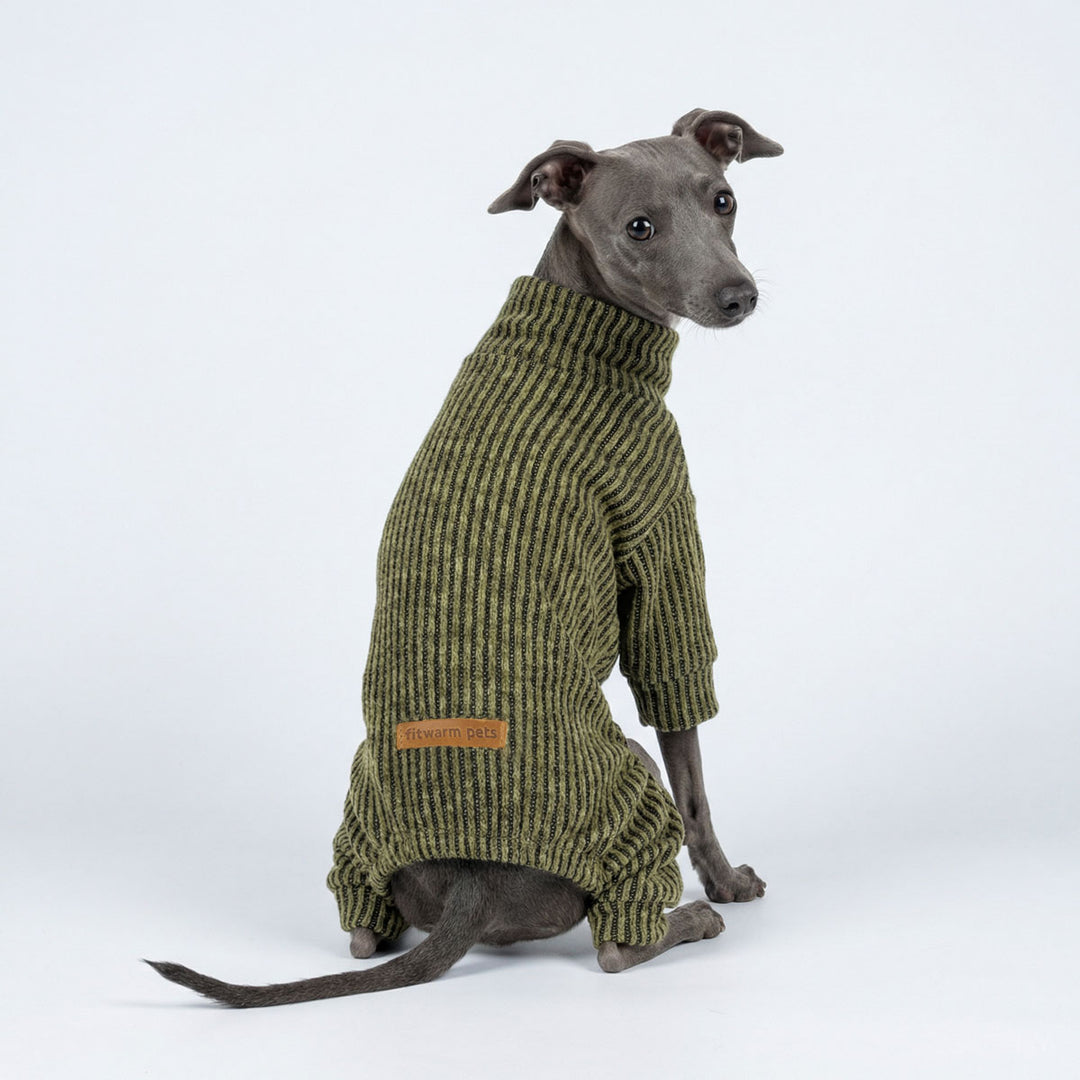 Italian Greyhound wearing a green ribbed knit pajamas for dogs on a white background