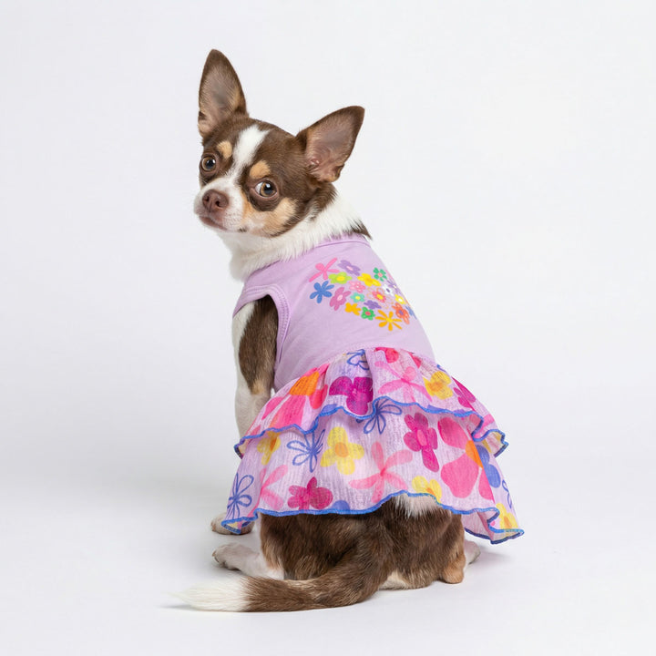 Chihuahua posing in a floral dog dress designed for spring and summer wear