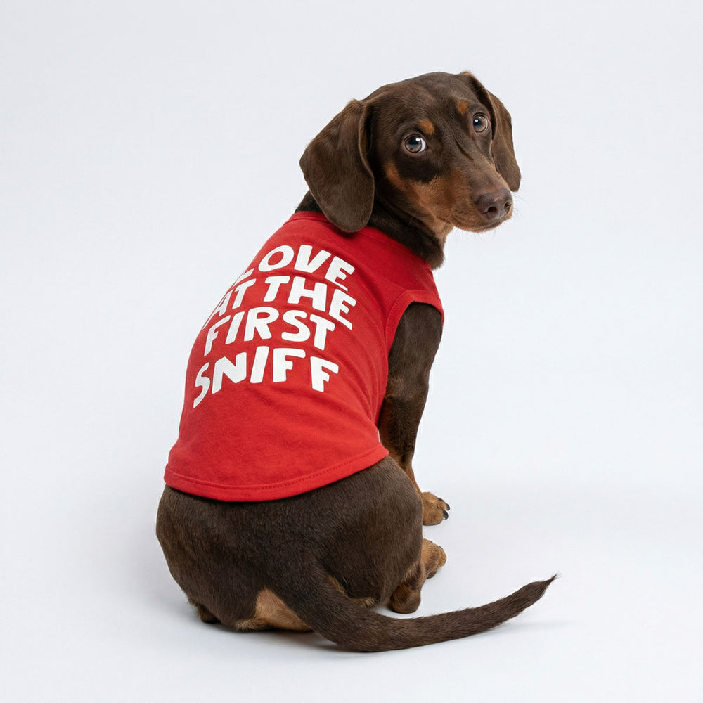 Back view of a Dachshund with a Valentine dog tank top with ' Love at the first sniff' lettering