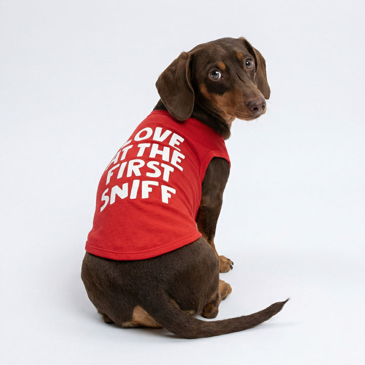 Back view of a Dachshund with a Valentine dog tank top with ' Love at the first sniff' lettering