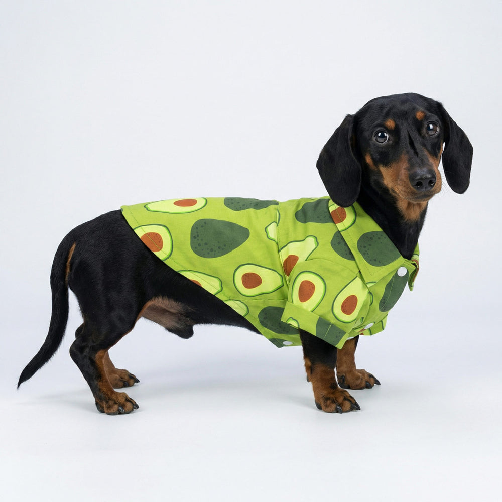 Dachshund dog in a tropical green Hawaiian shirt featuring a vibrant avocado print pattern.