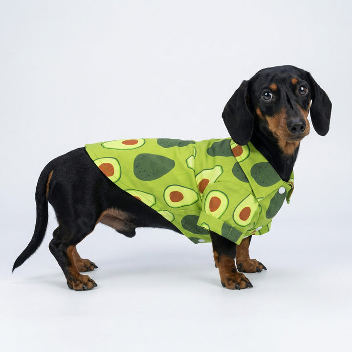 Dachshund wearing green dog tshirt with avocado pattern, side view