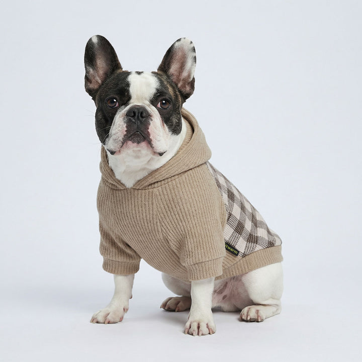 Boston Terrier sitting in a white background with knitted hoodie for dogs