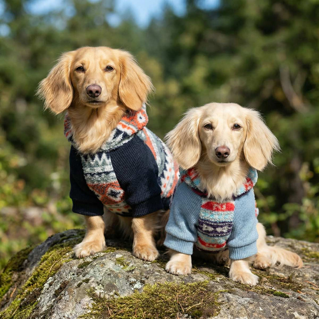 Two dachshunds wearing patterned dog hoodie sitting on a rock outdoors
