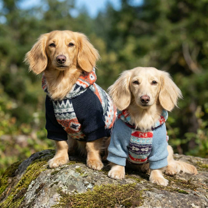 Two dachshunds wearing patterned dog hoodie sitting on a rock outdoors