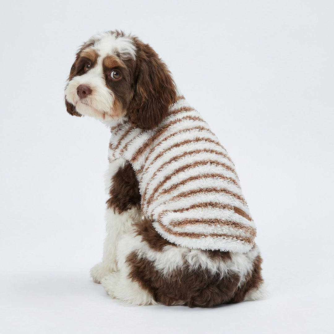 Small dog looks back with a white and brown striped sweater for dogs