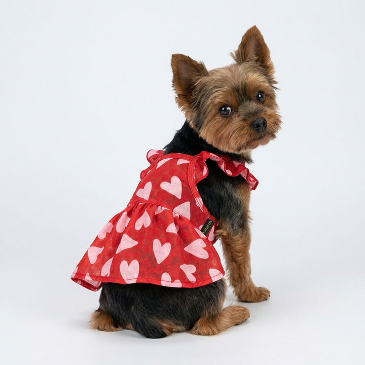 Yorkie modeling red valentine ruffle dog dress with heart pattern
