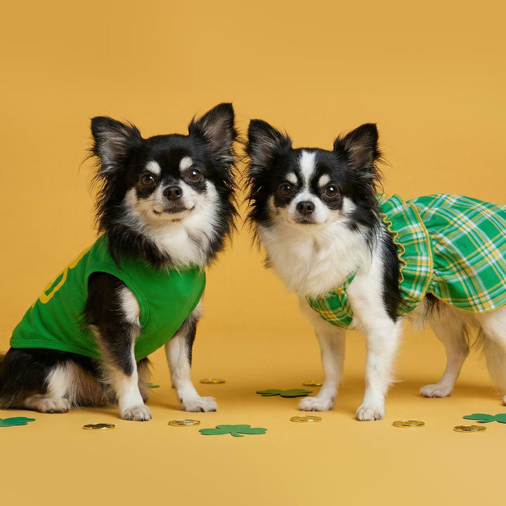 Two small dogs wearing green dog shirt and dog dress for St. Patrick's Day