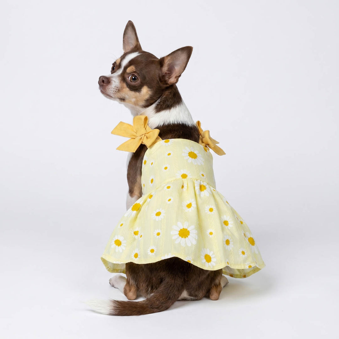 Chihuahua wearing an adorable daisy dog dress