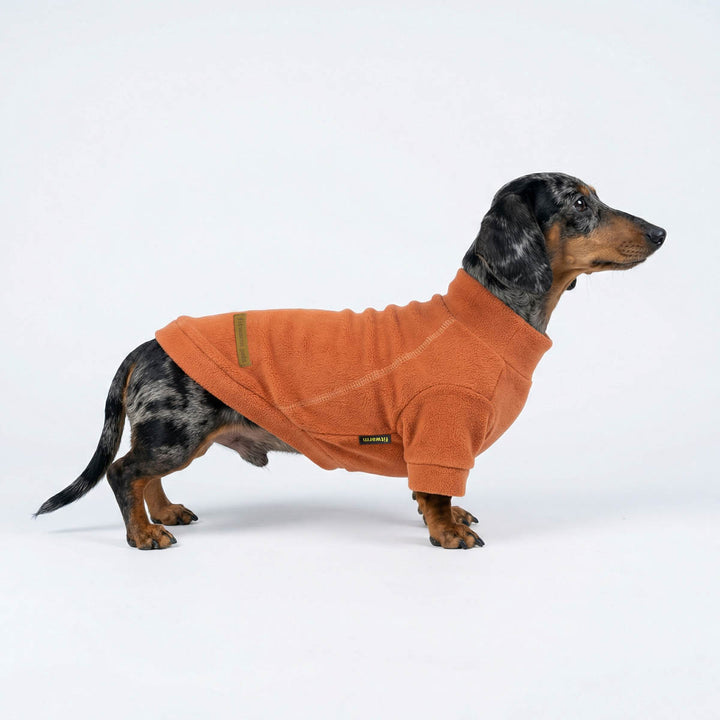 Dachshund wearing an orange fleece sweater for dogs on a white background