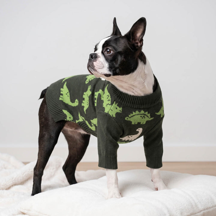 Boston Terrier dog wearing a dark green dog knit sweater with a green dinosaur pattern, standing on a white fluffy cushion in a bright room
