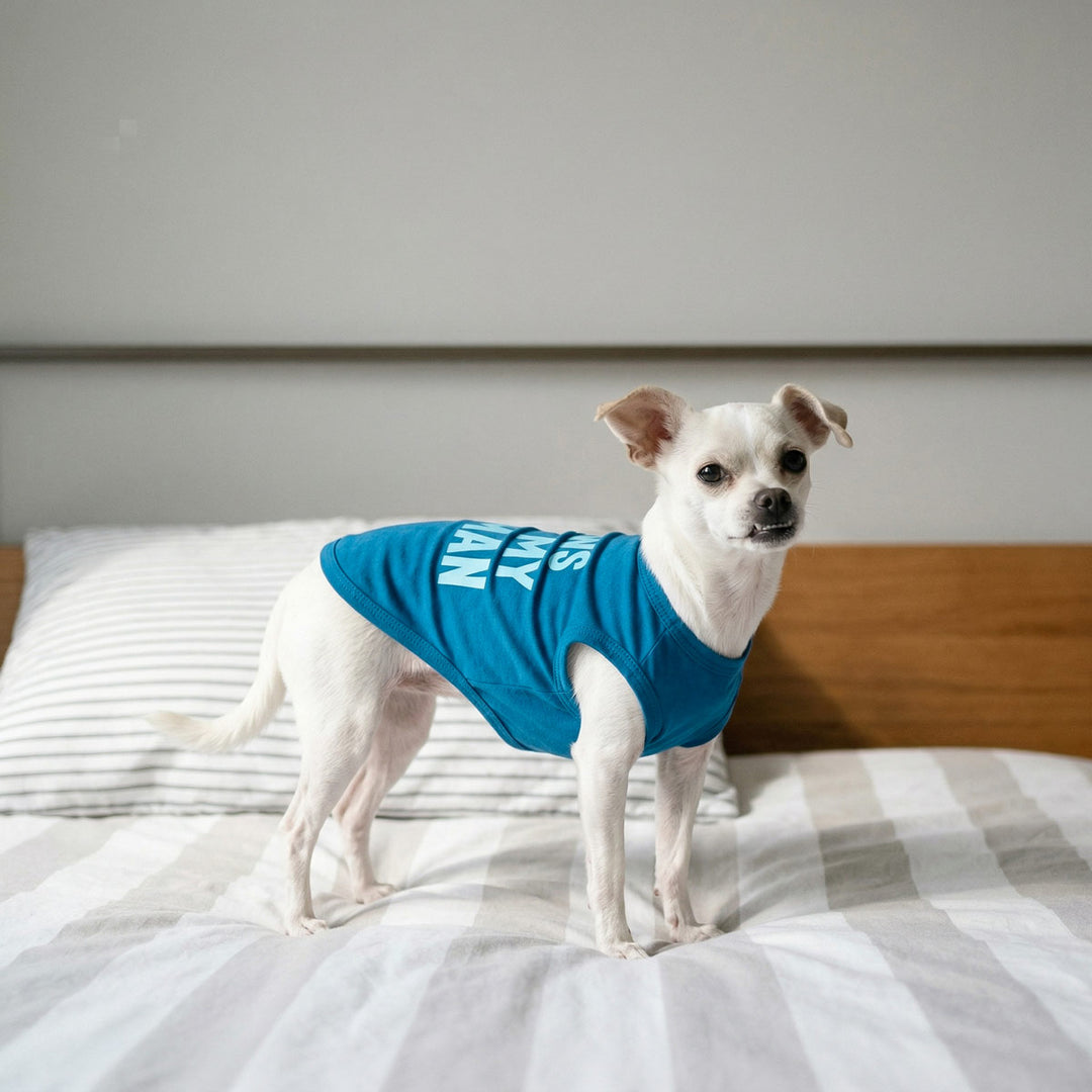 Small wearing a blue shirt for dogs and standing on bed