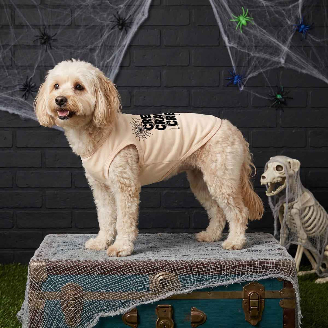 Small dog wearing a Halloween dog tshirt and standing on a box in a scary background