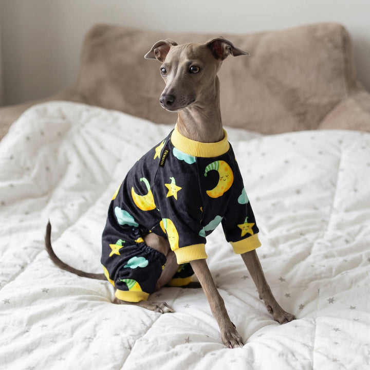Dachshund in a cozy pajamas for dog with moon and star print on the bed