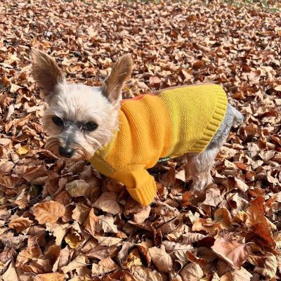 Yorkie Sweater - Yorkie Clothes - Yorkie Dog Clothes - Fitwarm
