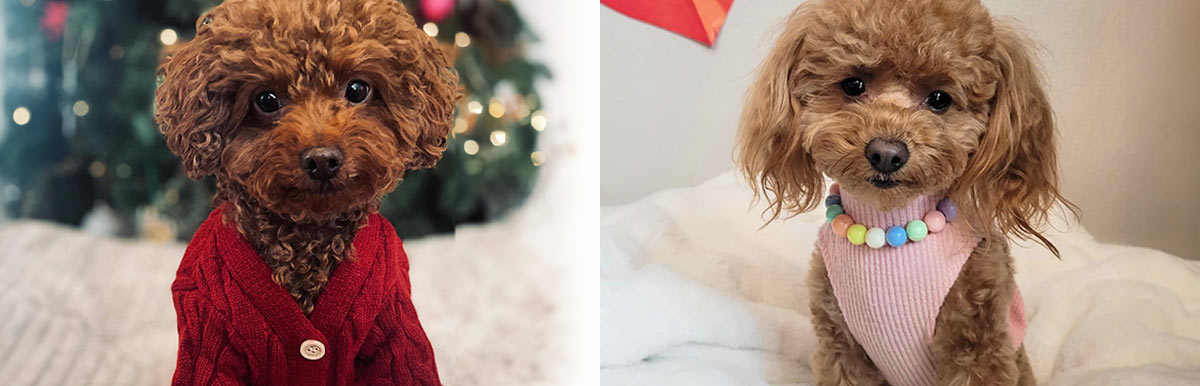 Poodle Clothes | Toy Poodle Clothes | Fitwarm