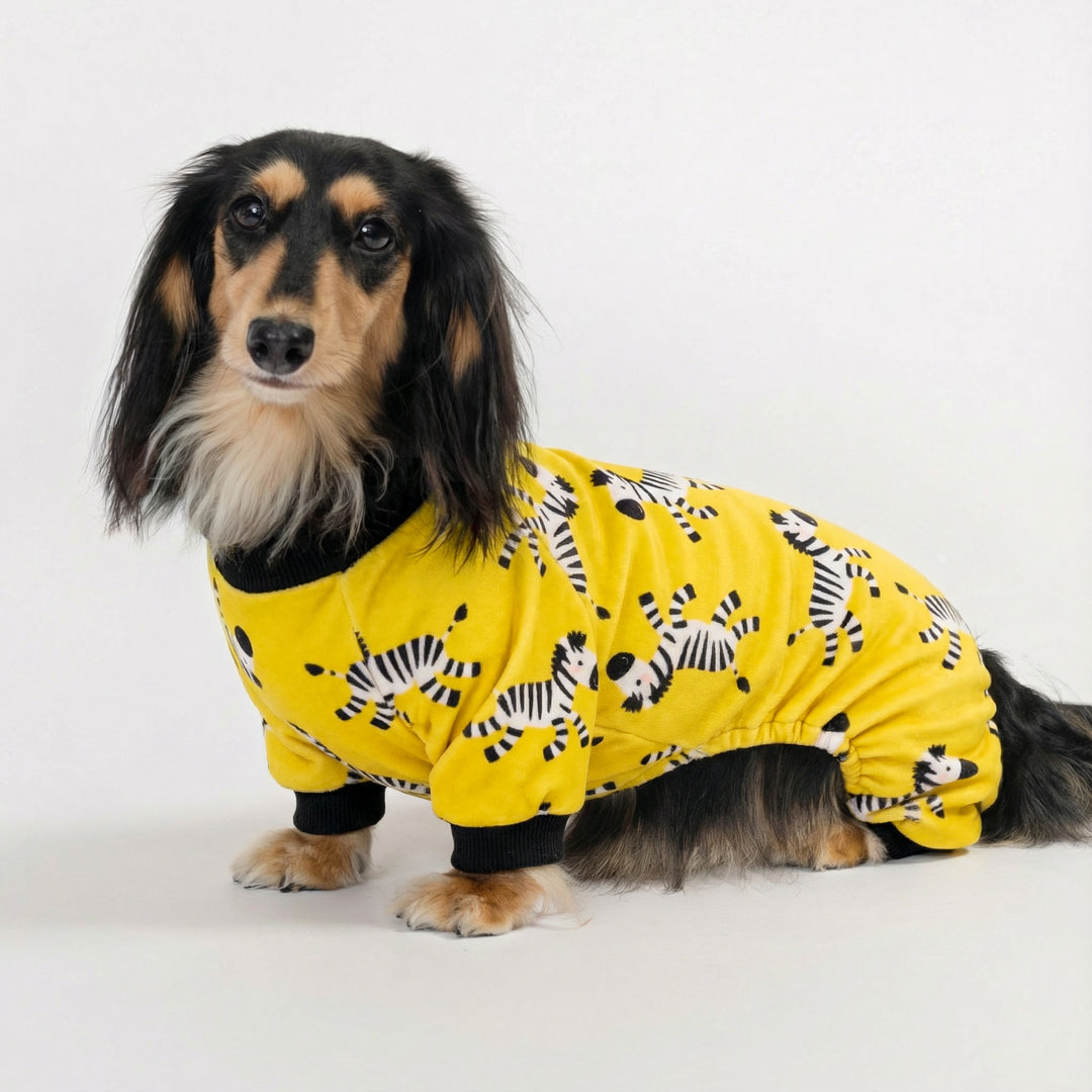 Long-haired dachshund dressed in bright yellow dog pajamas featuring playful zebra patterns