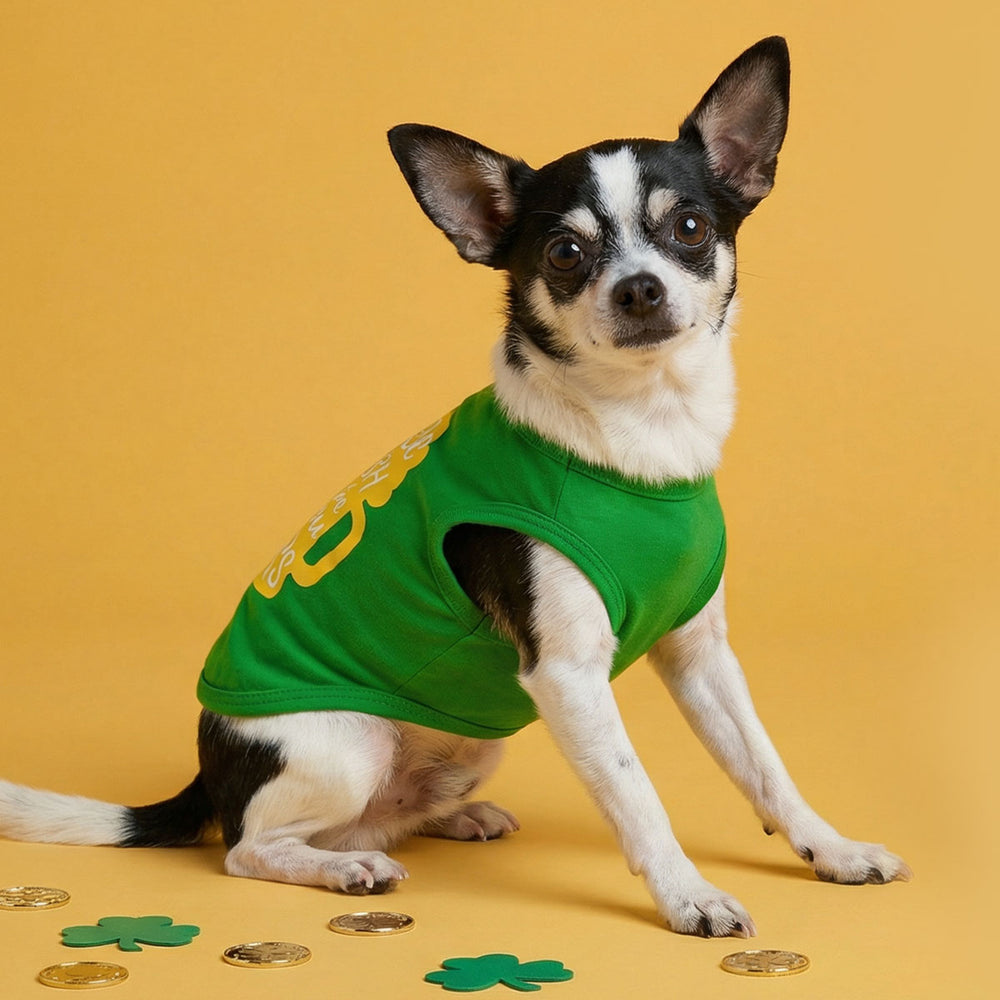 Chihuahua in a green St. Patrick's Day dog tank top, golden coin and shamrock beside