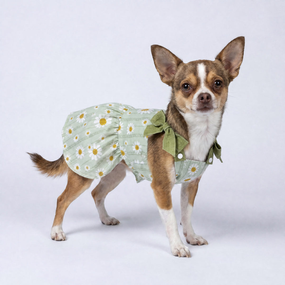 Chihuahua standing in a white background with a green daisy dress for dogs 