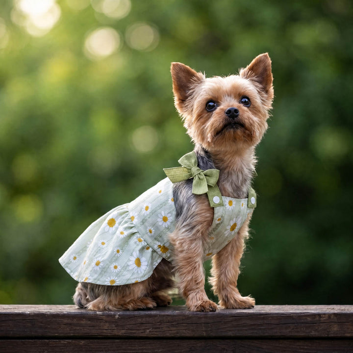 Small dog wearing a green dog floral dress on a wooden surface with a natural background