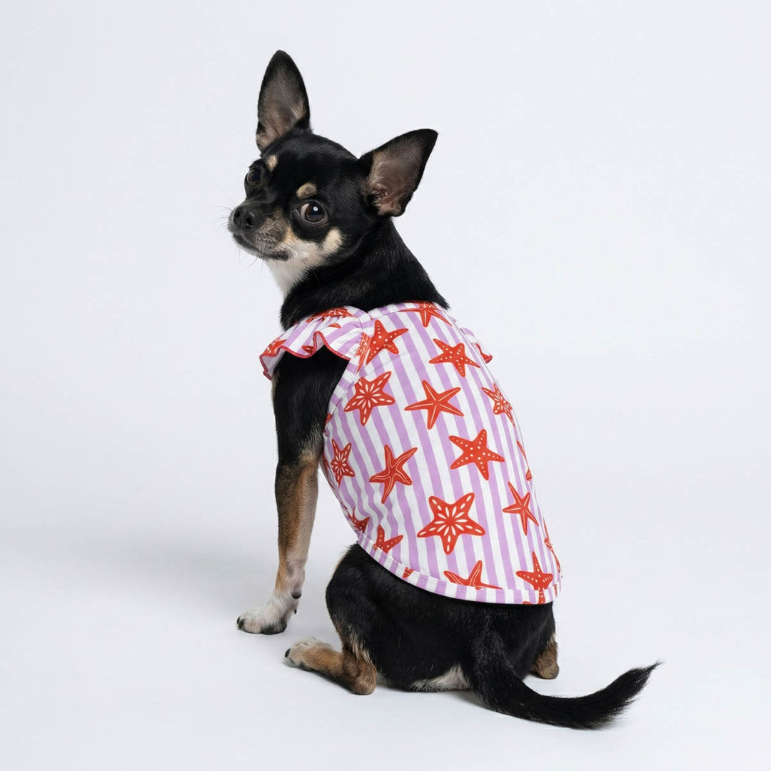 Back view of Chihuahua in a ruffle striped summer shirt for dogs