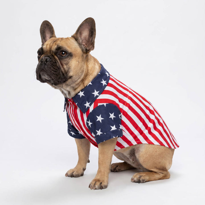 French Bulldog sitting on a background with a patriotic dog striped shirt