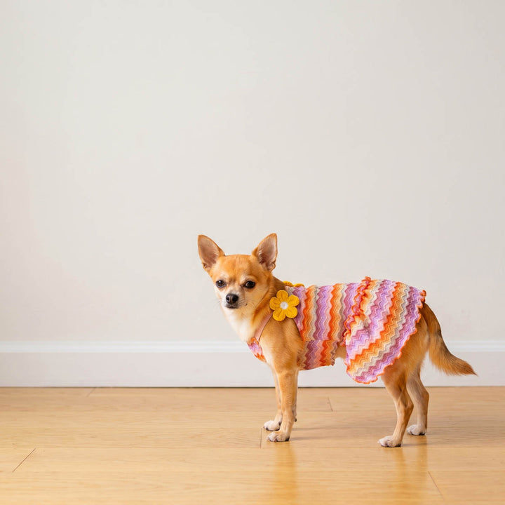 Chihuahua standing indoors in a colorful dress for dogs