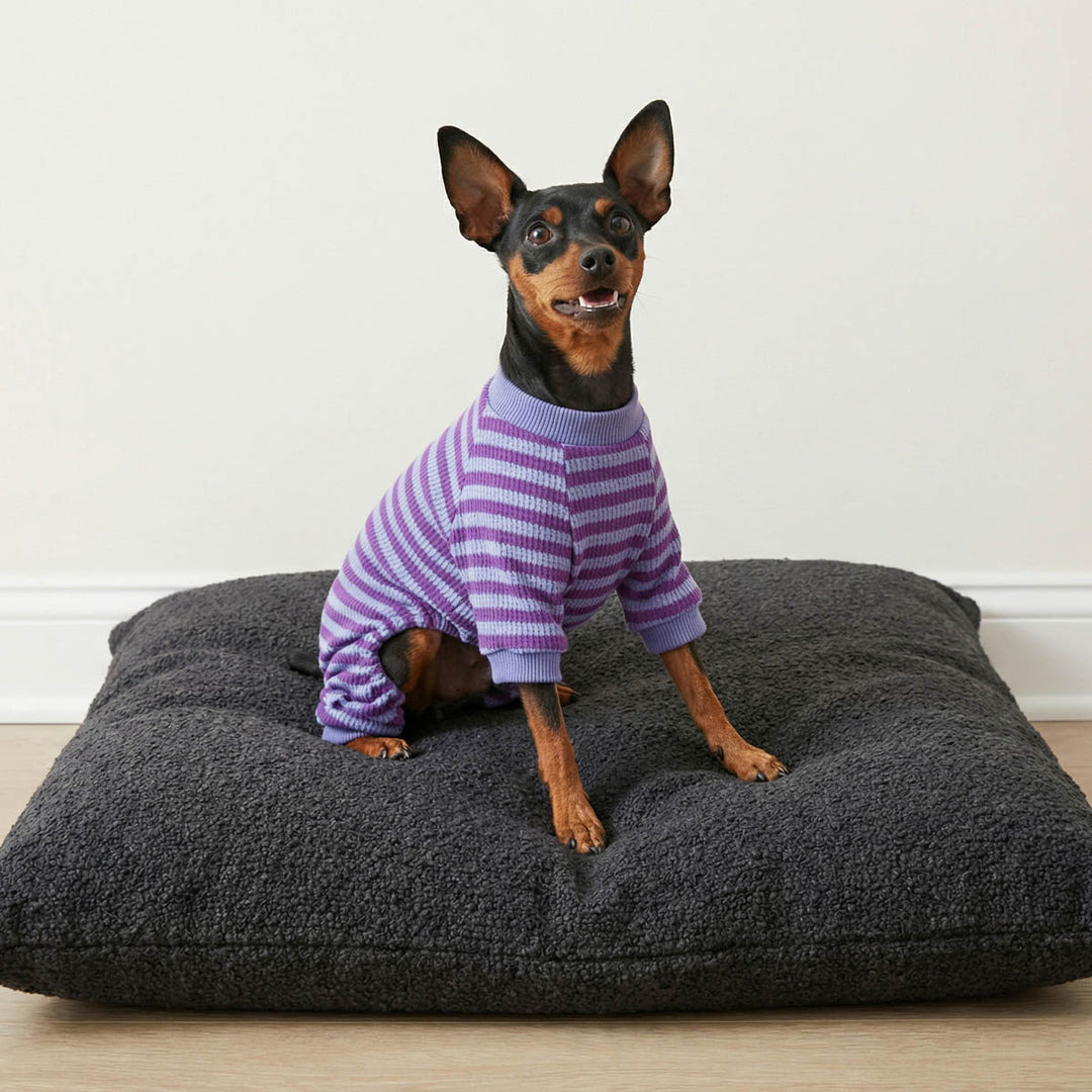 Small black and tan dog sits on a dark cushion wearing a purple and lavender striped dog pjs, set against a plain off-white wall and light wood floor