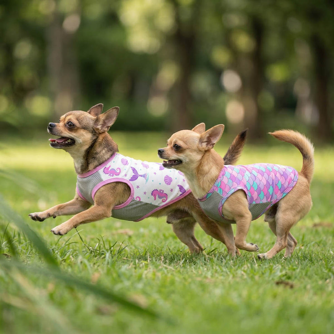 Two Chihuahuas running on the grass with UPF50+ dog UV shirt with mermaid scale prints