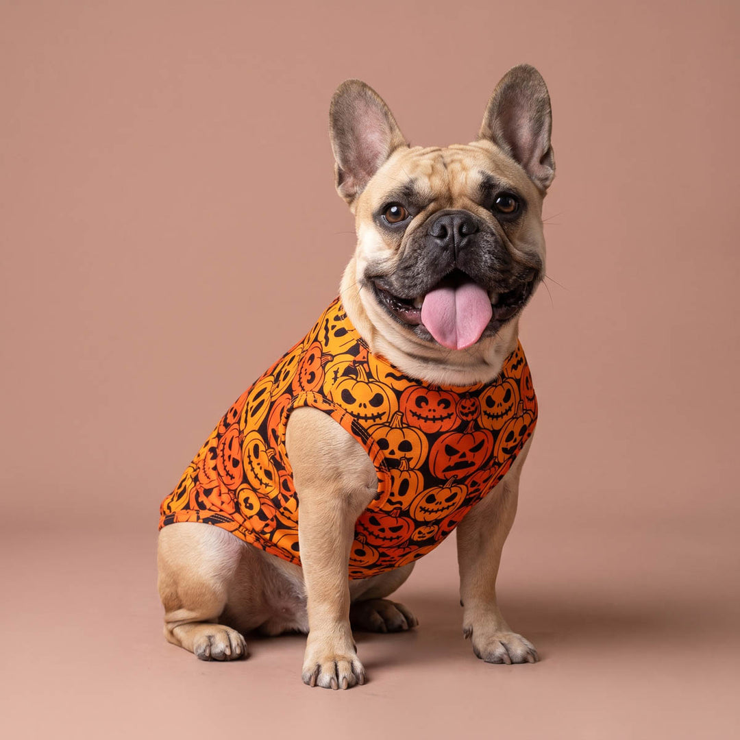 French Bulldog sitting against a solid dusty pink studio background with a sleeveless orange Halloween dog t-shirt with a black and orange jack-o'-lantern pattern