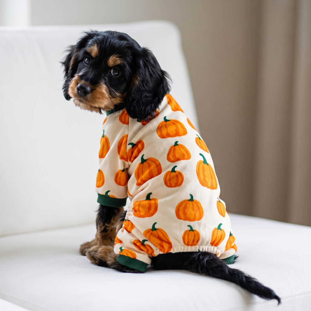 Small black and tan dog sits on a white sofa wearing a cream Thanksgiving pajama for dogs with an orange pumpkin print and green trim