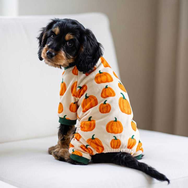 Small black and tan dog sits on a white sofa wearing a cream Thanksgiving pajama for dogs with an orange pumpkin print and green trim