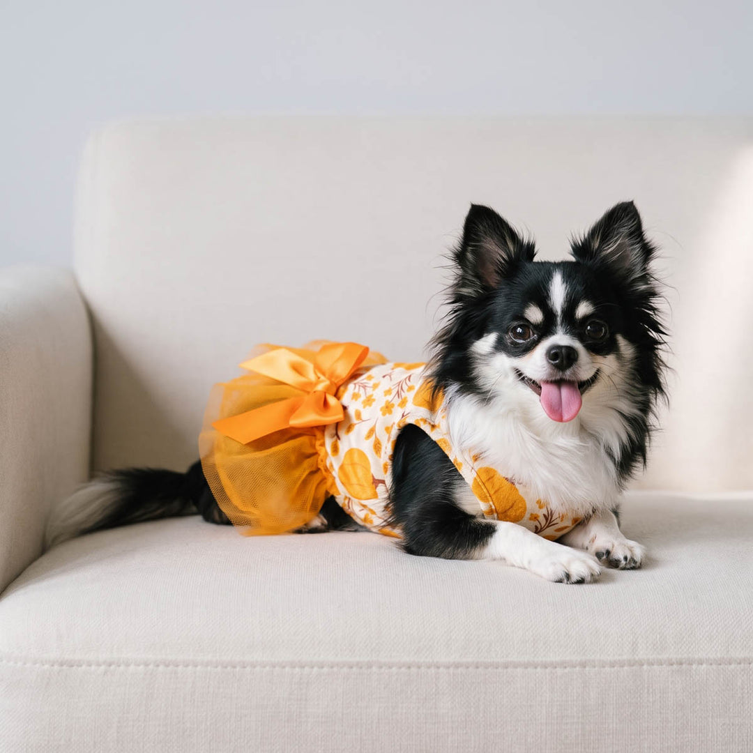 Small black-and-white dog lying on a light beige sofa with a yellow-orange patterned dog tutu with a large orange bow on the back