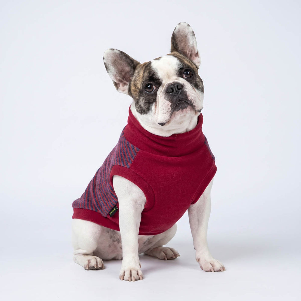 French Bulldog wearing a red knit sweater for dogs with a striped patterne, sitting against a light gray studio background