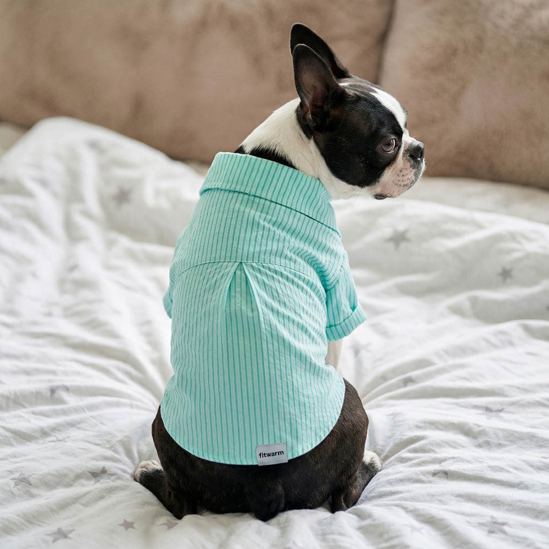 Dog looks back with a stylish dog striped shirt on bed