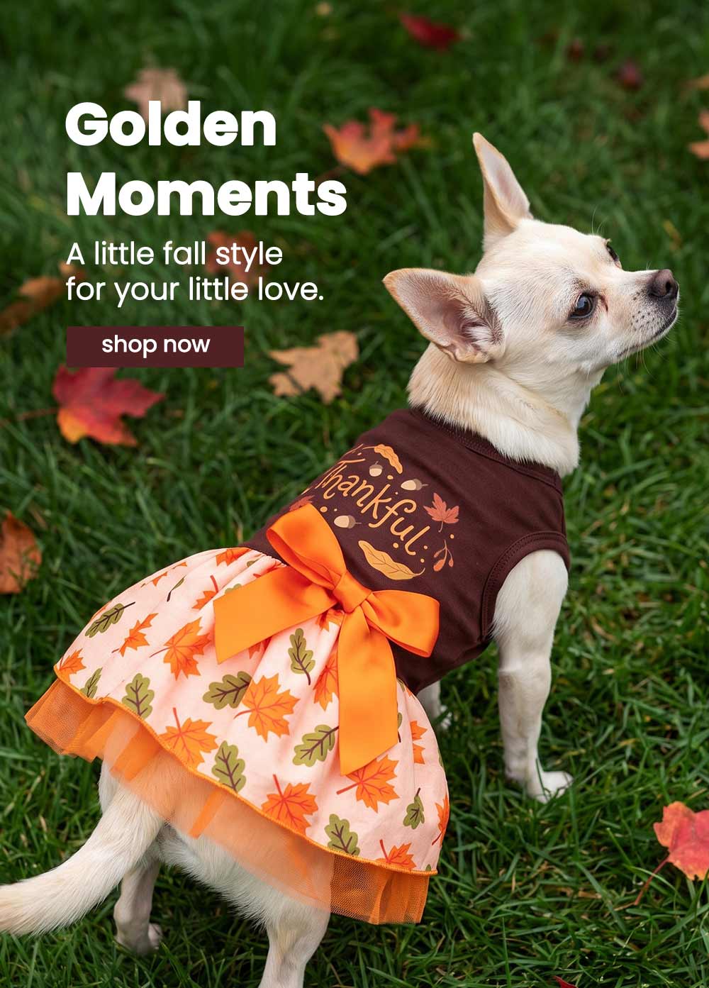 Small white dog standing on green grass outdoors, wearing a fall-themed dress with a brown top and a peach skirt printed with orange and green leaves, plus a large orange bow