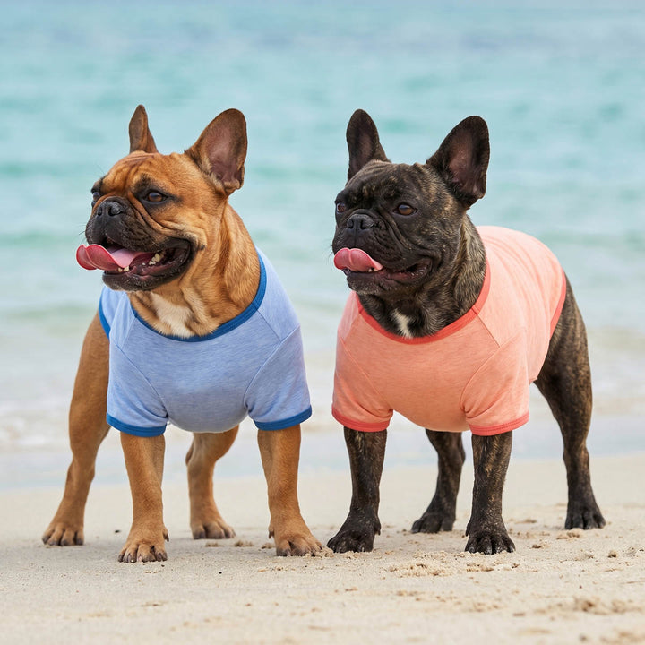 Two French Bulldog wearing lightweight shirts for dogs on a beach