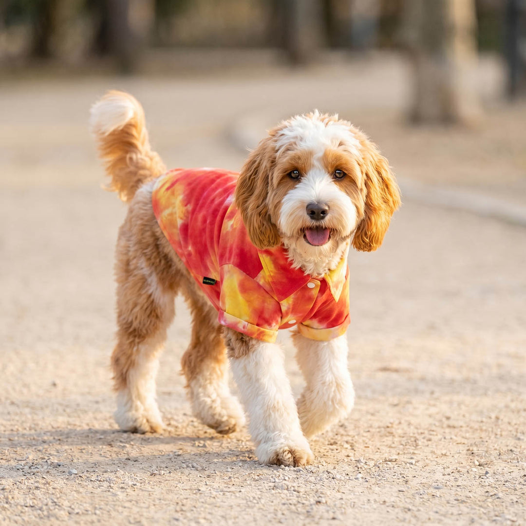 Small dog walking on the road in a button up dog shirt