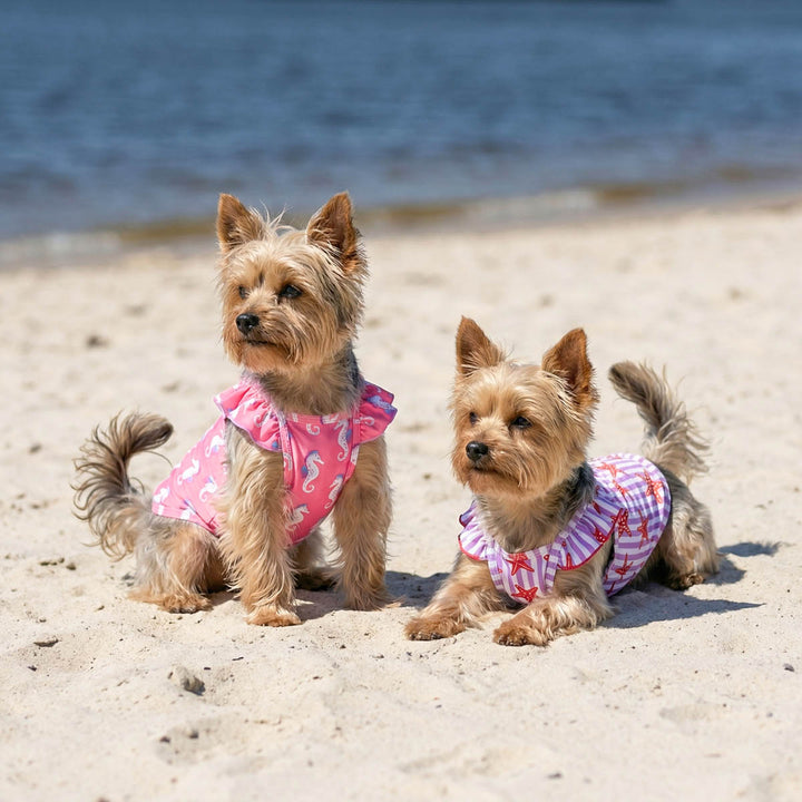 Two small dogs in pink and purple 2 pack striped dog shirts standing on a sandy beach with water in the background