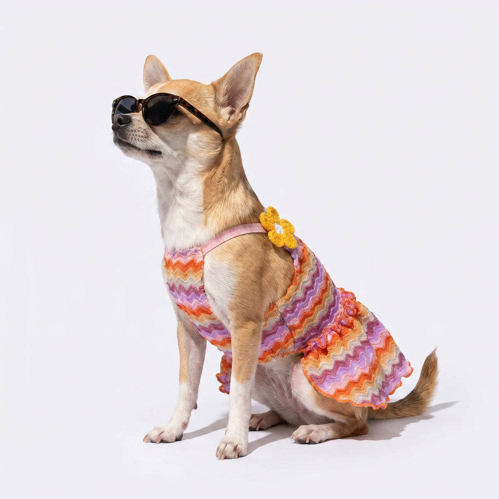 Chihuahua wearing a wavy striped dog summer dress paired with a sunglasses